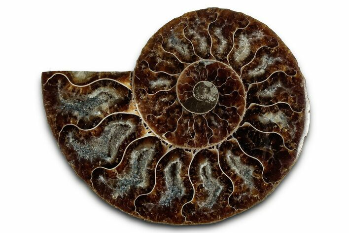 Cut & Polished Ammonite Fossil (Half) - Madagascar #354195
